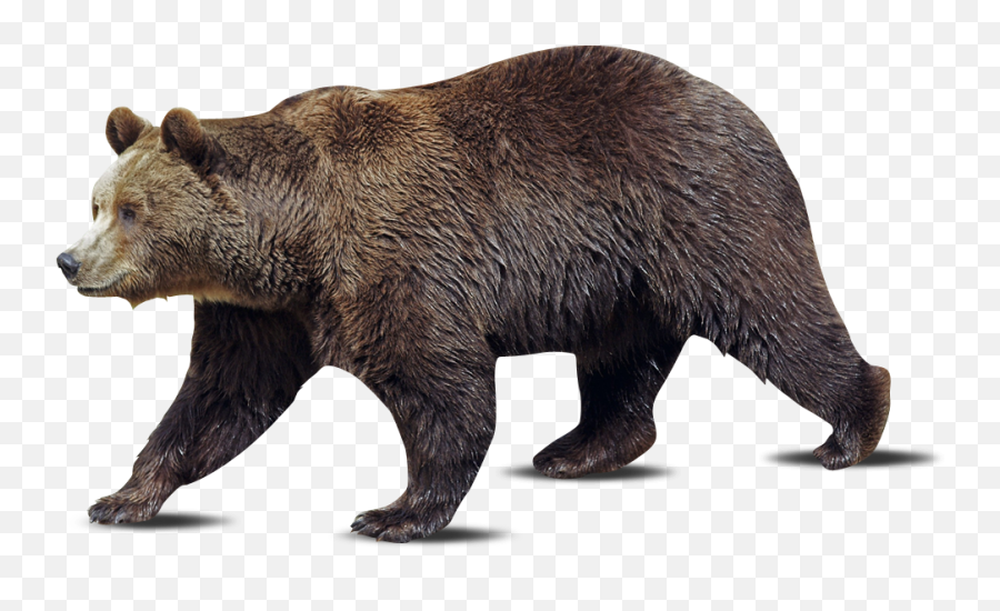 Gathering Lake Outfitters - Grizzly Bear Emoji,Black Bear Png