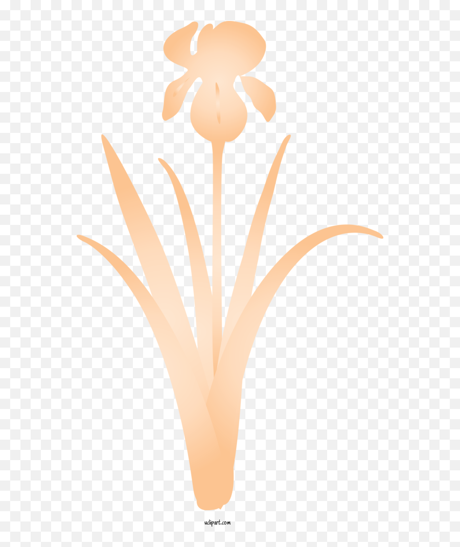 Flowers Petal Peach Logo For Iris - Flower Emoji,Peach Logo