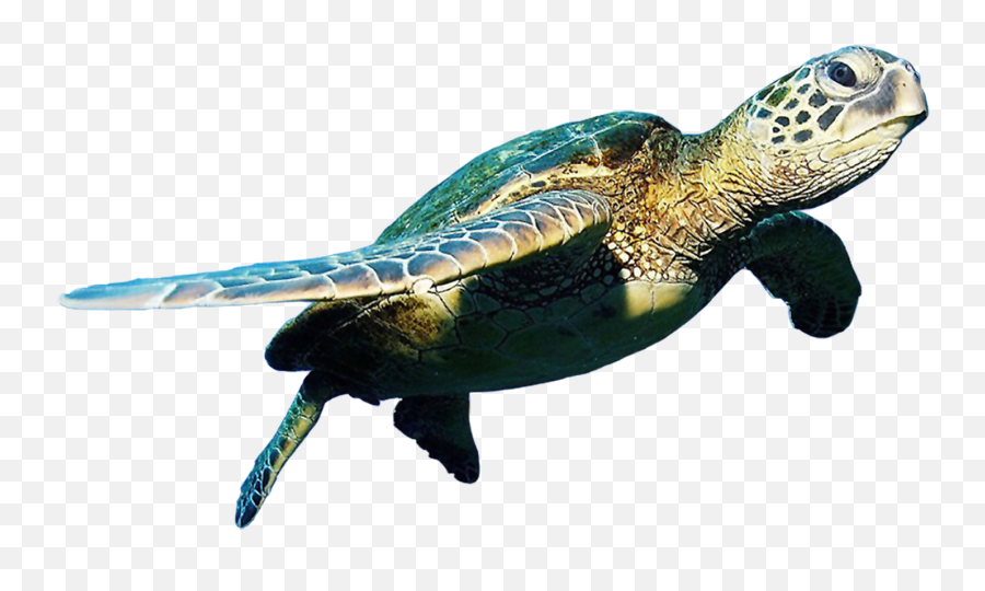 Turtle Clip Art Sea Turtles Pictures - Turtle Png Emoji,Turtle Png
