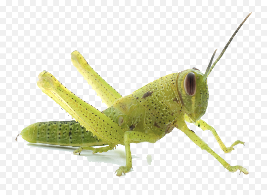 Grasshopper Clipart Transparent Grasshopper Transparent - Parasitism Emoji,Grasshopper Clipart