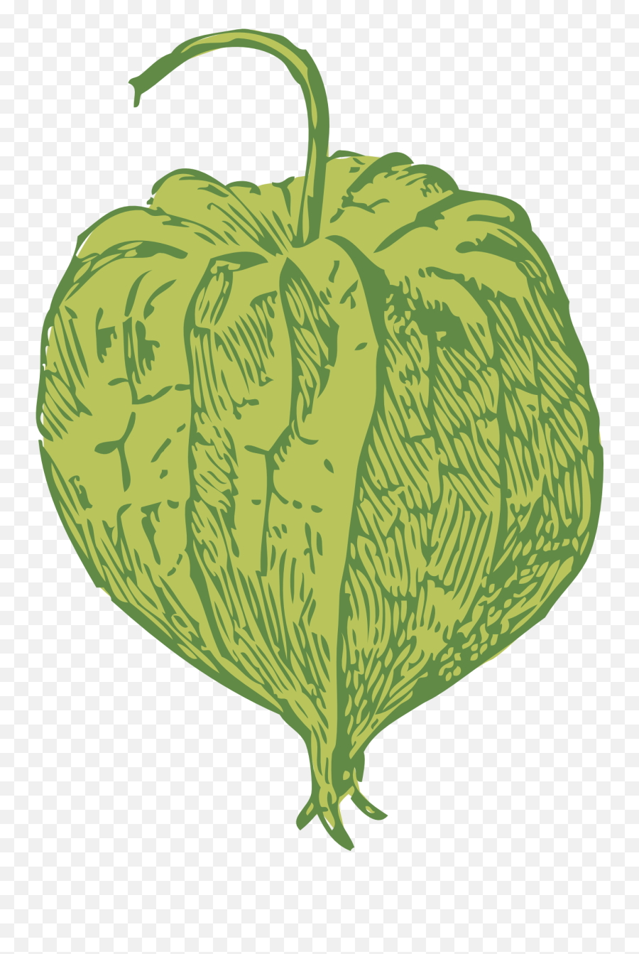 Clipart Of Green Ground Cherry Seed Pod - Tomatillo Clipart Emoji,Seed Clipart