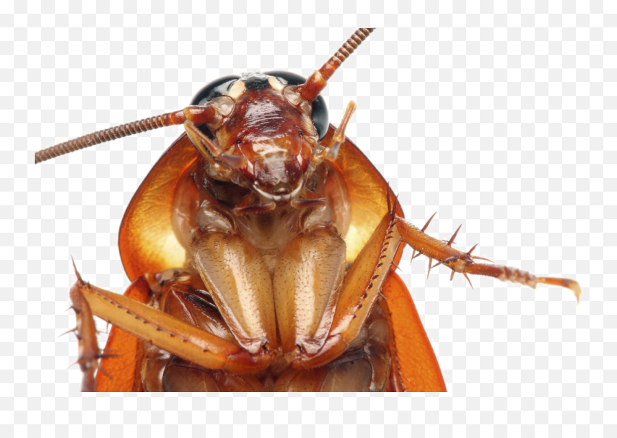 Cockroach Face Close Up Transparent Png - Cockroach Head Emoji,Cockroach Png