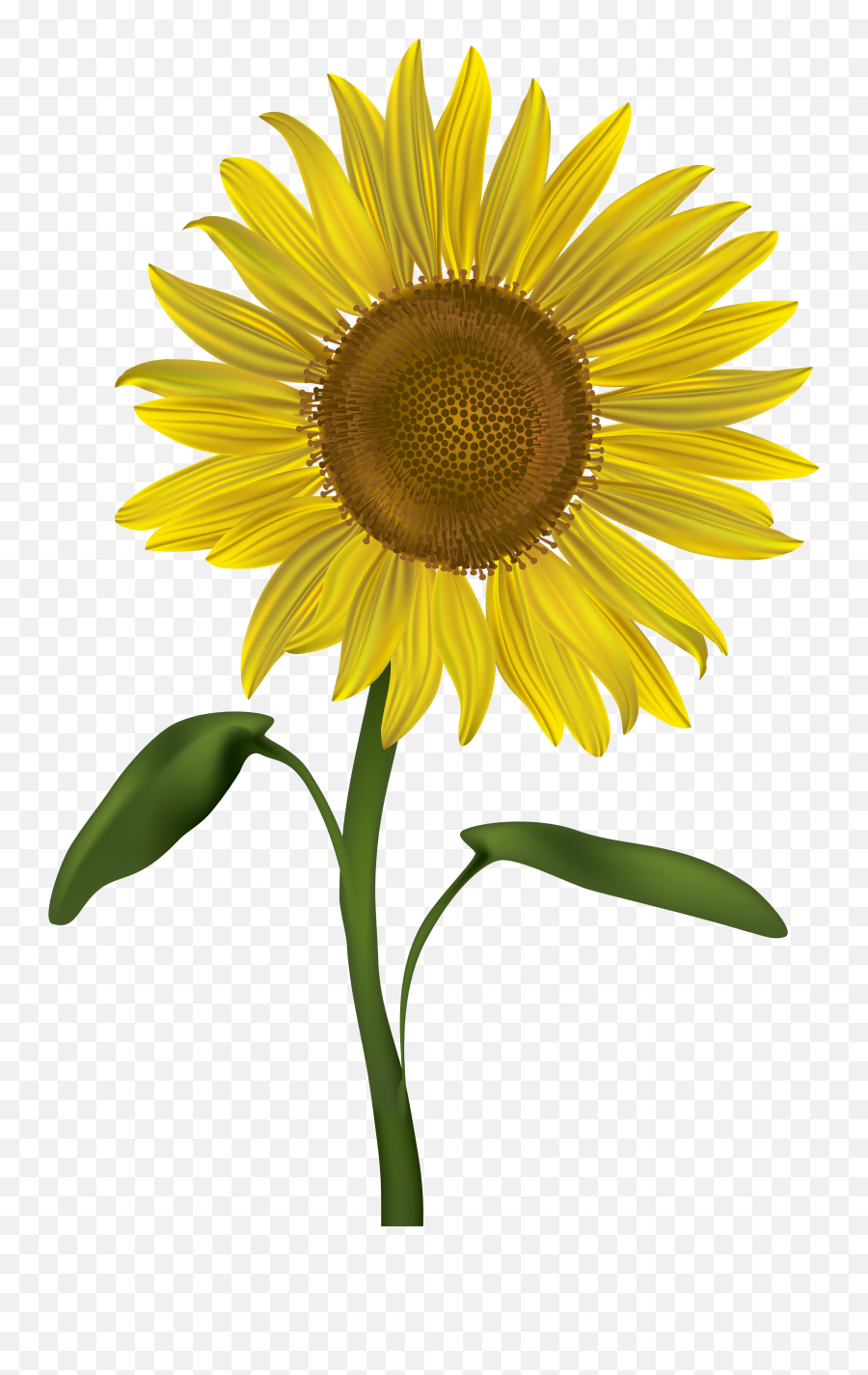 Free Transparent Common Sunflower Png - Transparent Background Sunflower Transparent Emoji,Sunflower Clipart