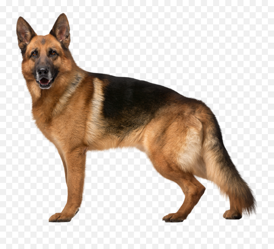 Top Soup Clip Art And Dog Cdr Free Vector Art Images - Dog German Shepherd Png Emoji,Soup Clipart