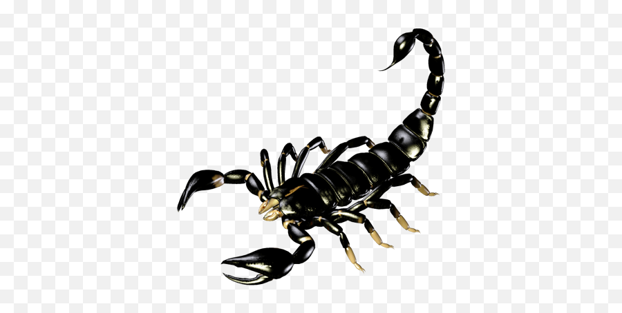 Pin By On Png Image Png - Tube Png Scorpion Emoji,Scorpion Clipart