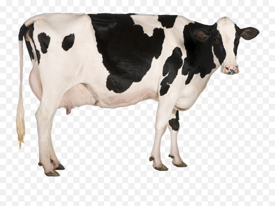 Dairy Cow Png Transparent Image - Cow White Background Emoji,Cow Transparent