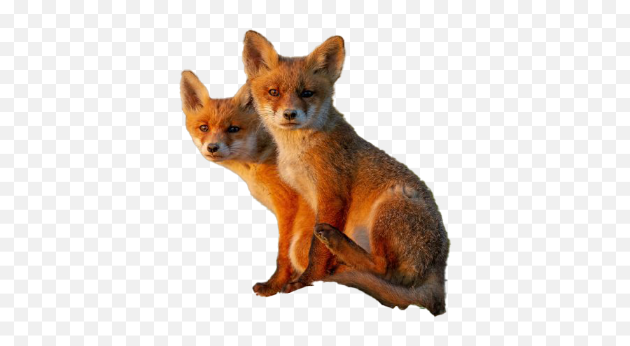 Fox Png Images Hd - Red Fox Emoji,Fox Png