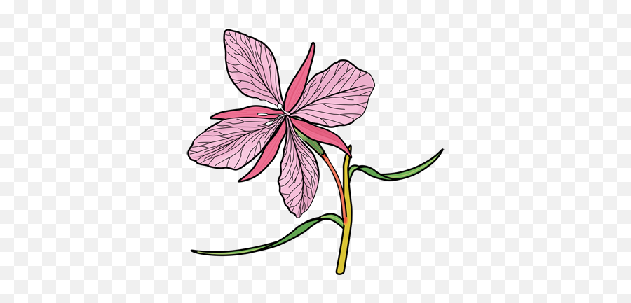 Flower Drawings - Easy To Draw Everything Emoji,Flower Drawing Transparent