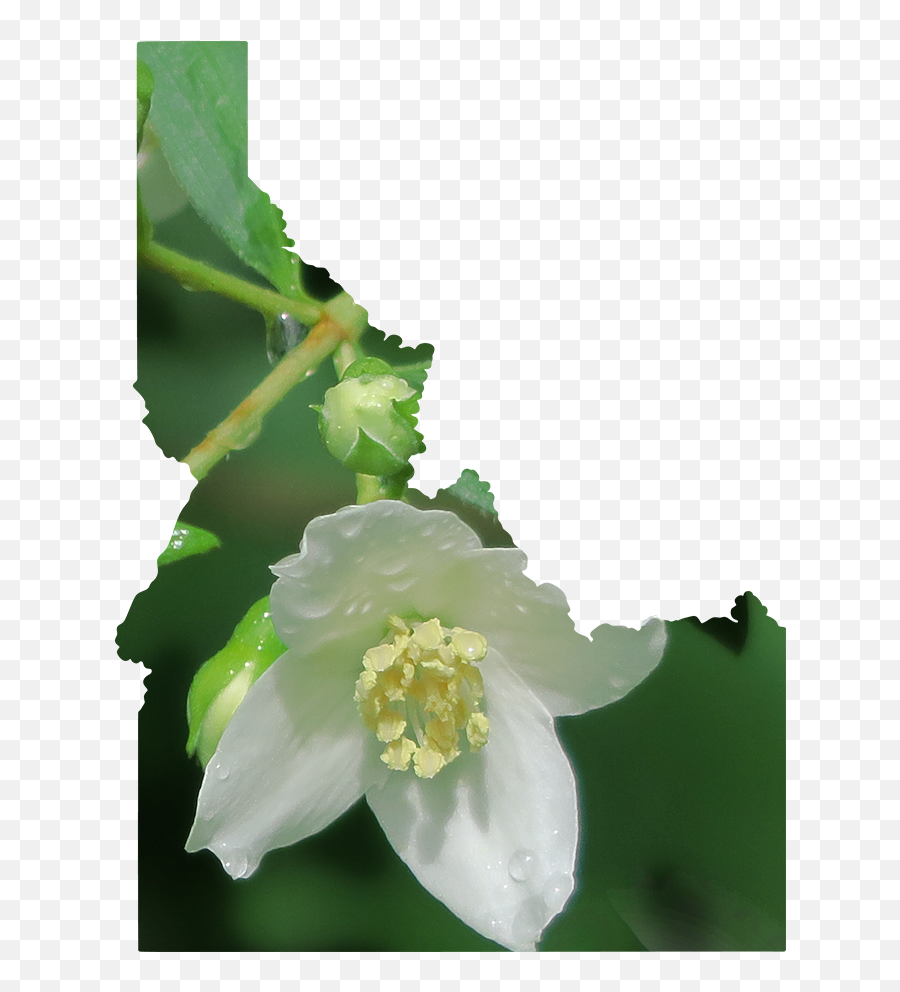 American Grown U2014 Mellano U0026 Company Emoji,White Flowers Transparent