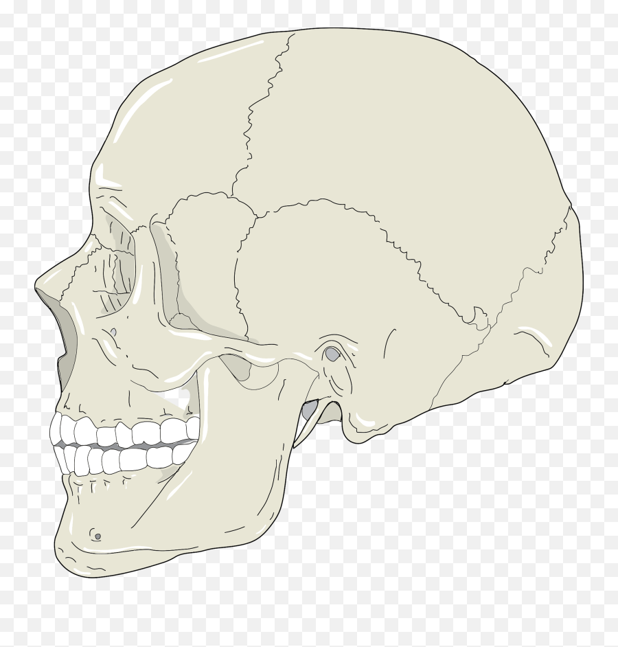 Realistic Human Skull Profile View Clipart Free Download - Craneo Humano Vista Lateral Emoji,Human Clipart