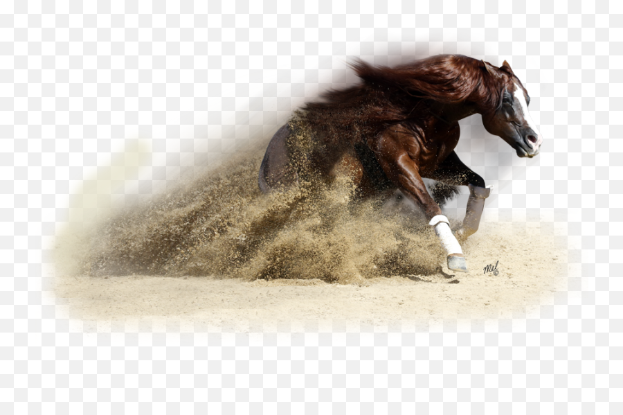Download Horse Transparent Western - Western Horse Png Horses Rearing Up Transparent Emoji,Horse Png