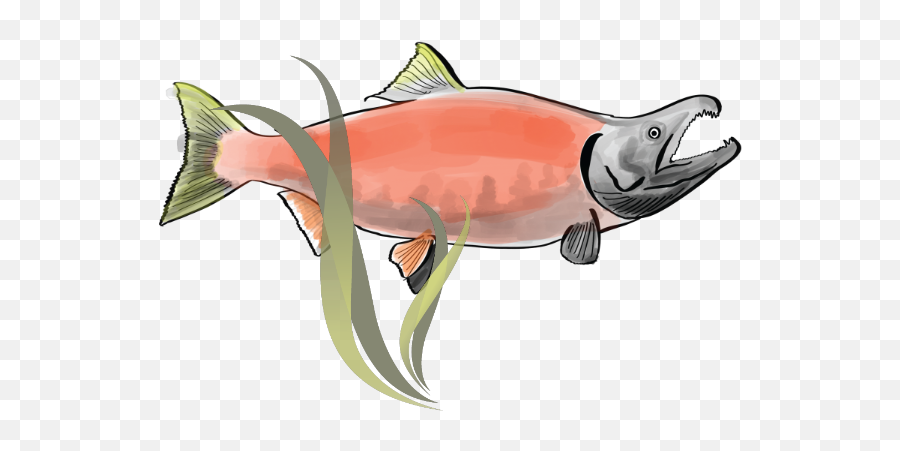 National Indigenous Fisheries Institute Emoji,Salmon Transparent Background