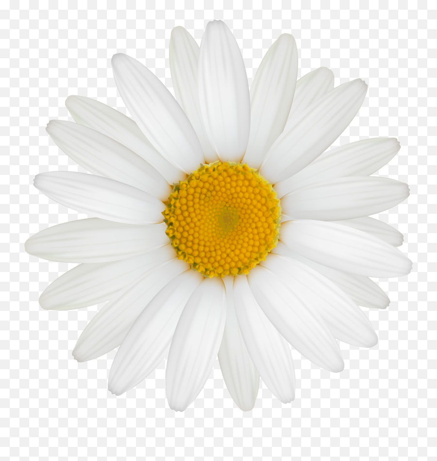White Daisy Png Clipart The Best Png - Daisy Flower Png Emoji,Daisy Png