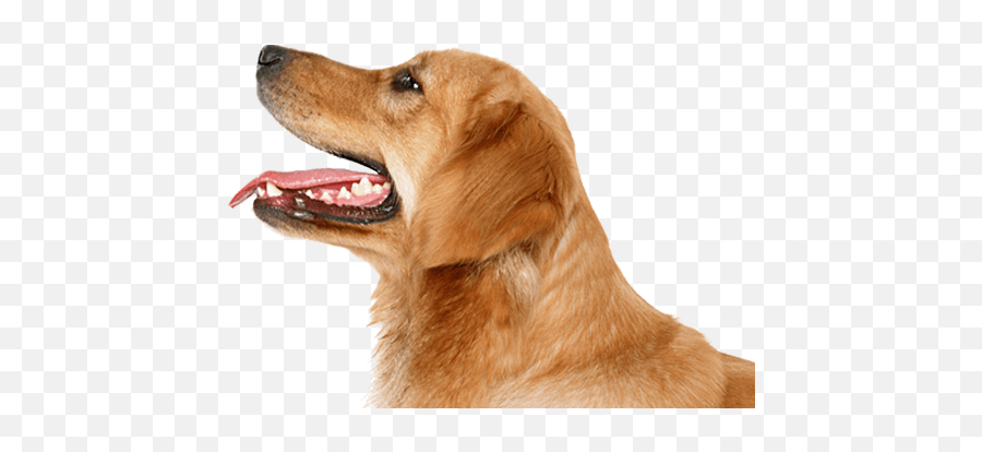 28 Dog Png Image - Dog Side Face Png Emoji,Golden Retriever Clipart
