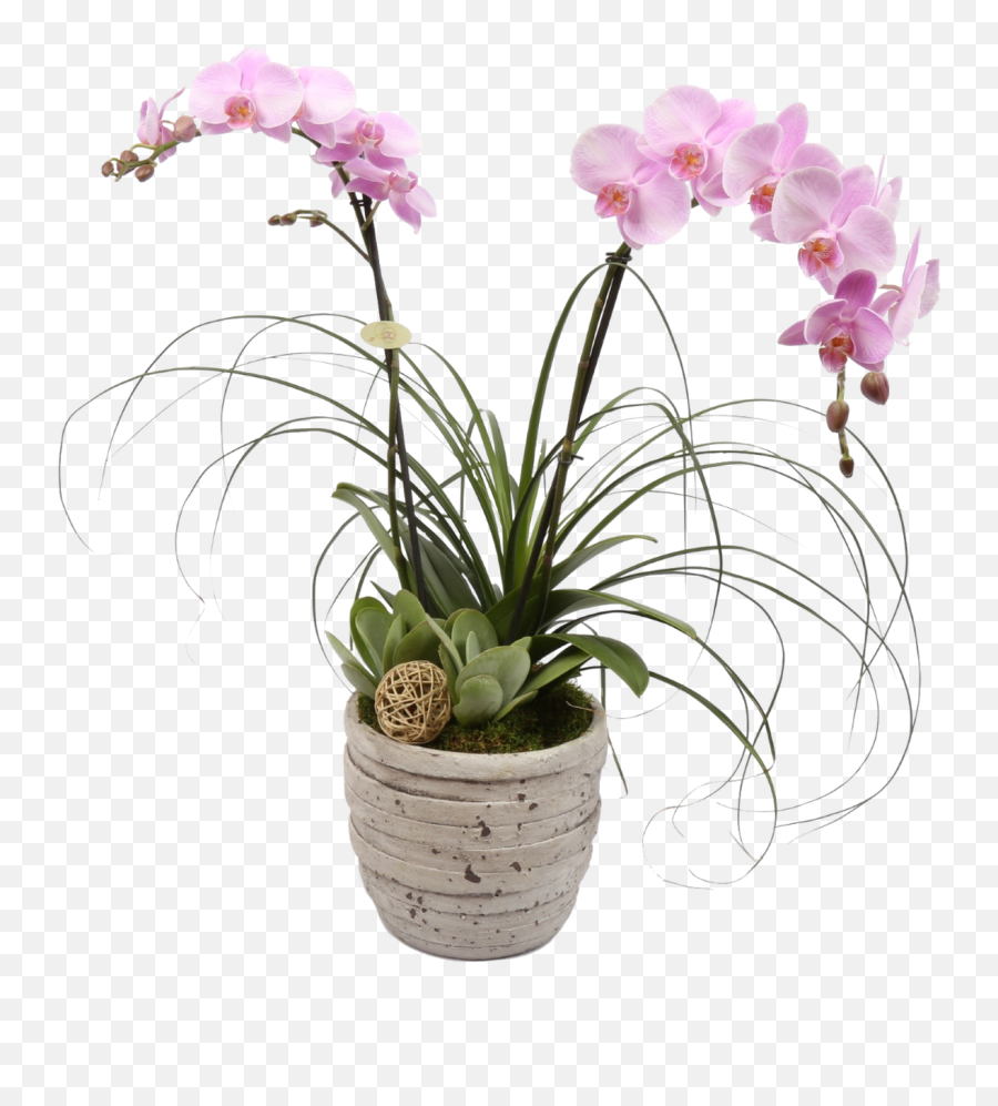 Tuscan Orchid Plant - Fantastic Gift Orchid Png Transparent Potted Emoji,Transparent Plant