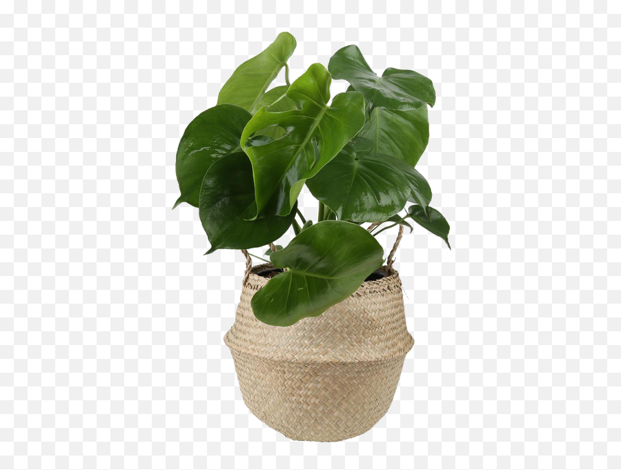 Monstera Deliciosa Swiss Cheese Plant - Plant Basket For Monstera Emoji,Monstera Leaf Png