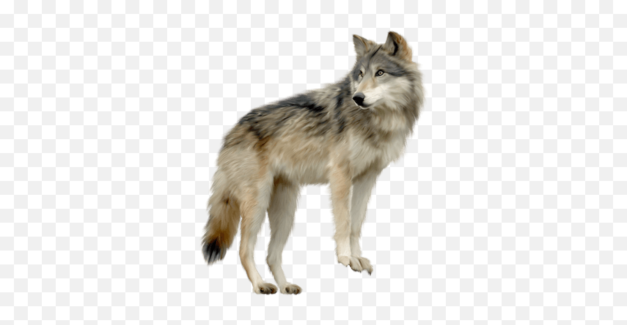 Wolf White Transparent Png - Stickpng Emoji,White Wolf Png