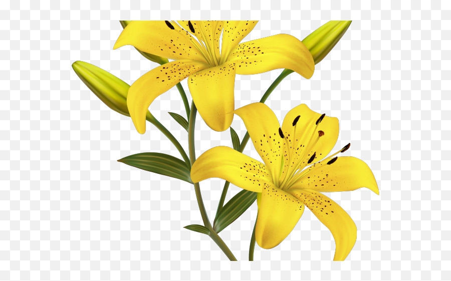 Lily Clipart Mango Flower Emoji,Lily Clipart