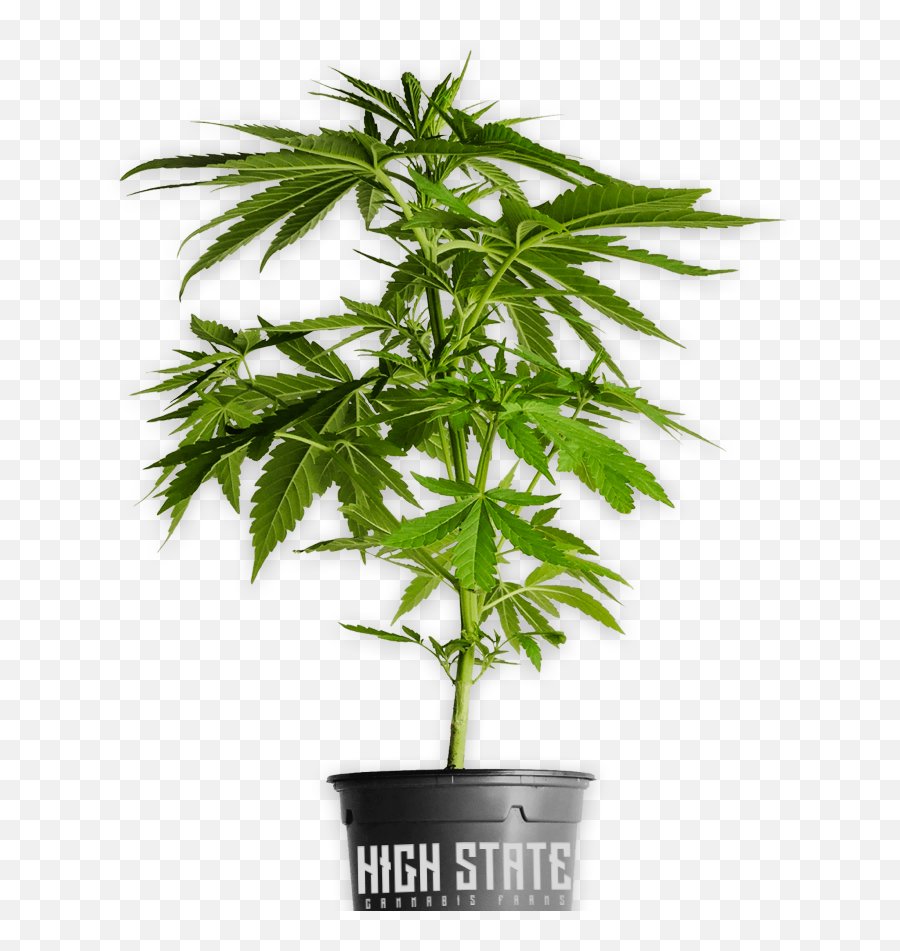 High State Cannabis U2013 Elevating You To A Higher State Of Mind - Bud Plant Weed Png Emoji,Pot Leaf Png