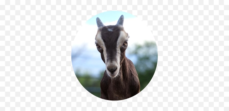 Goat Png Emoji,Goat Transparent Background