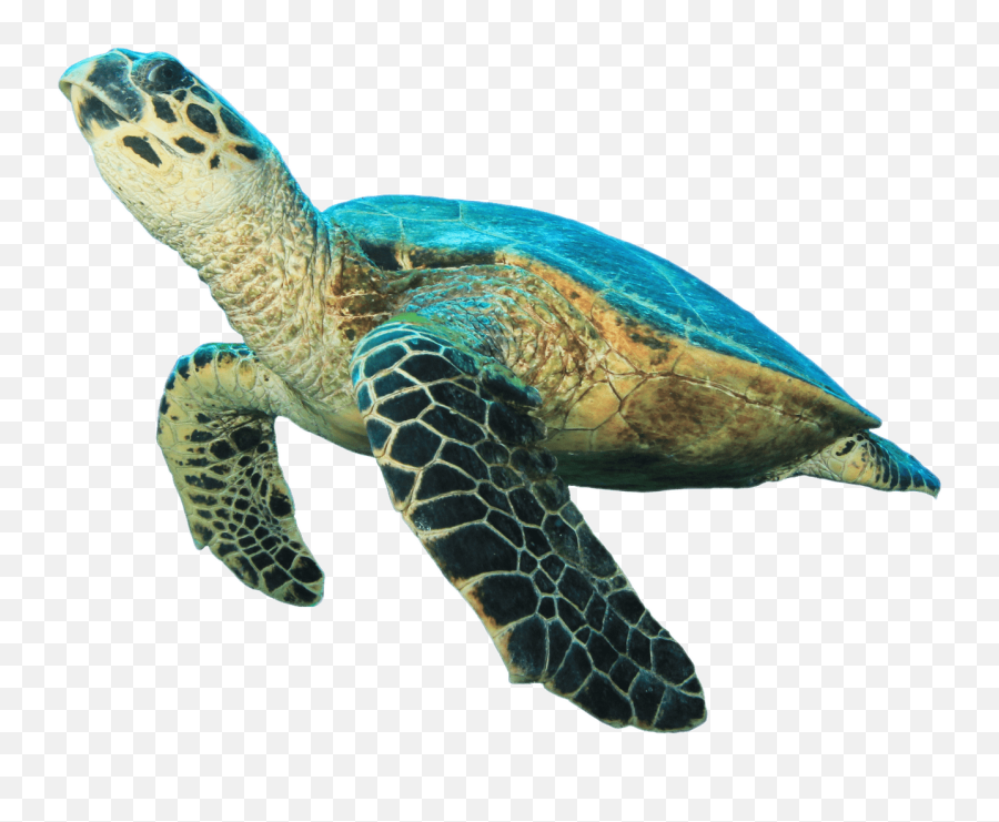 Sea Turtle Prehistoric Turtle Clipart - Transparent Sea Turtle Png Emoji,Turtle Clipart