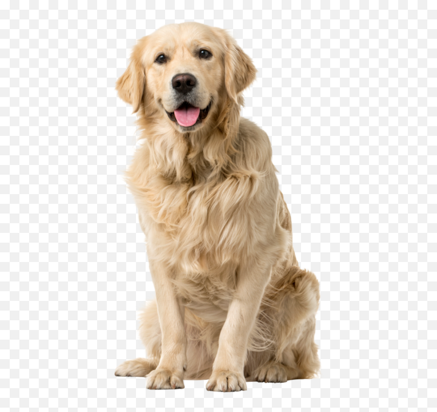 Labrador Retriever Transparent U0026 Png Clipart Free Download Emoji,Labrador Retriever Clipart