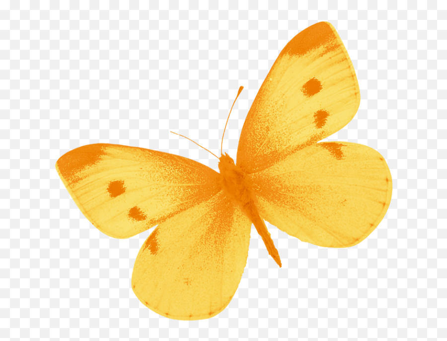 Download Hd Yellow Butterfly Png By Heemipetal - Butterfly Emoji,Watercolor Butterfly Png