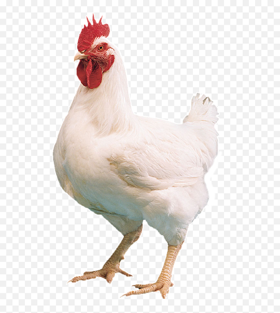 Download Specialists In Farm Amp Animal Farm Chicken Png Emoji,Farm Transparent