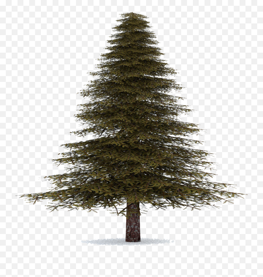 Fir - Transparent Spruce Tree Png Emoji,Tree Transparent