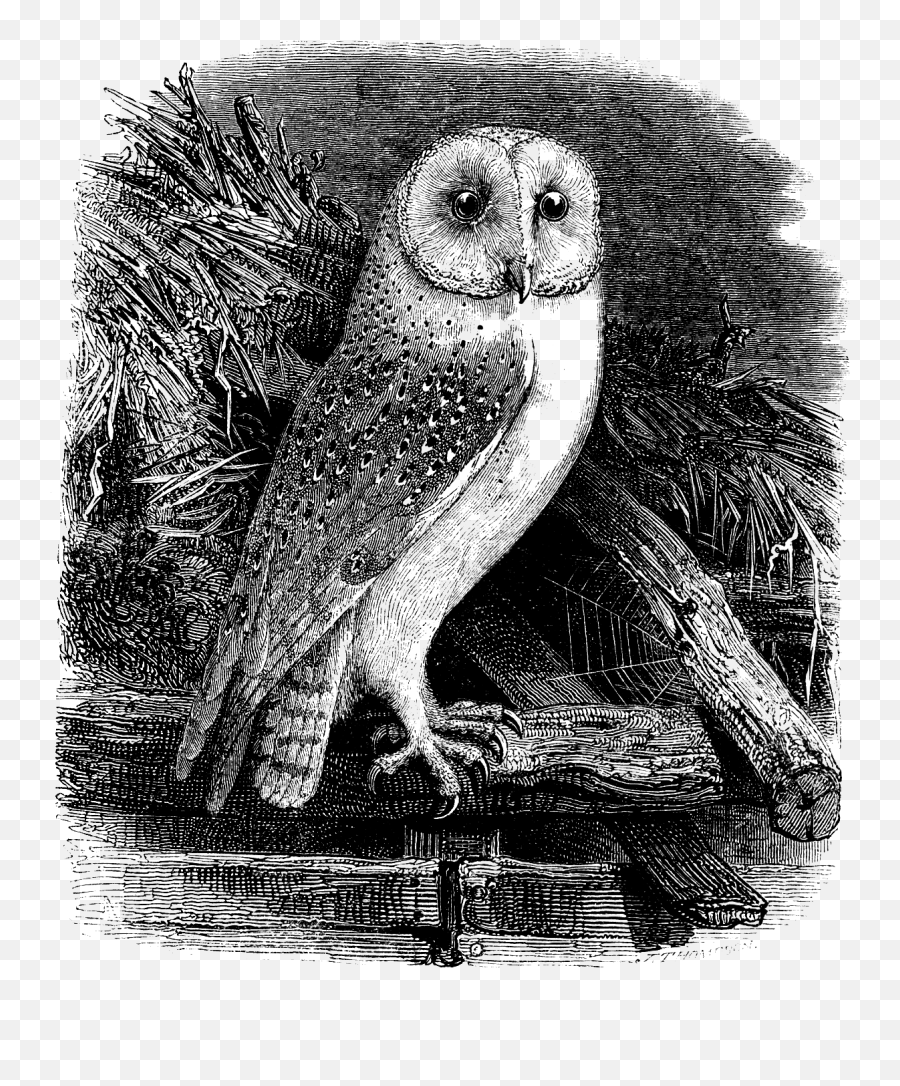 Owl Clipart Vintage Owl Vintage Transparent Free For - Barn Owl Emoji,Owl Clipart Black And White