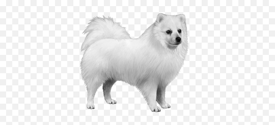 White Dog Image Transparent Dog Transparent Dog Background - Japanese Spitz Transparent Emoji,Dog Transparent Background
