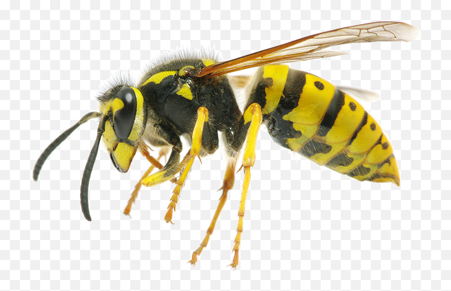 Bee Transparent Png - Wasp Transparent Background Png Transparent Wasp Png Emoji,Bee Transparent