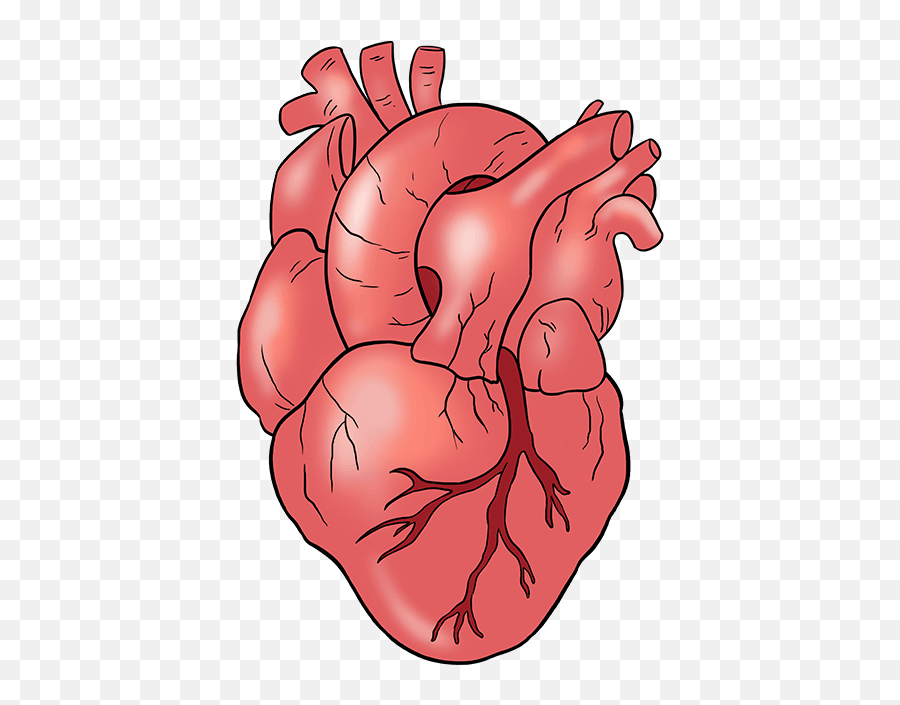 Easy Drawing Tutorial - Como Dibujar Un Corazon Real Paso A Paso Emoji,Real Heart Png