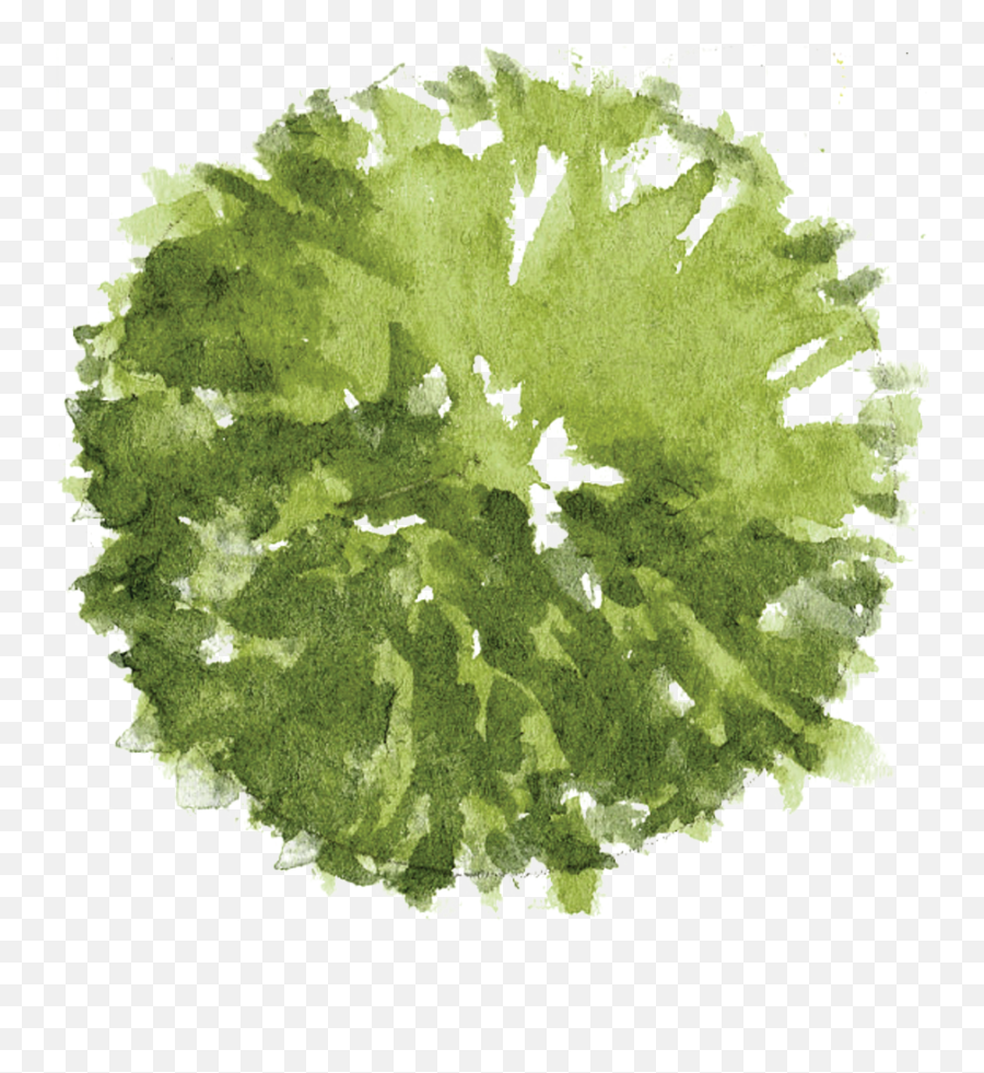Tree Photoshop Watercolor Trees - Tree Plan Sketch Png Emoji,Watercolor Tree Png