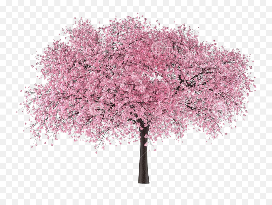 Cherry Blossom Tree Png - Pohon Bunga Sakura Png Emoji,Cherry Blossom Png