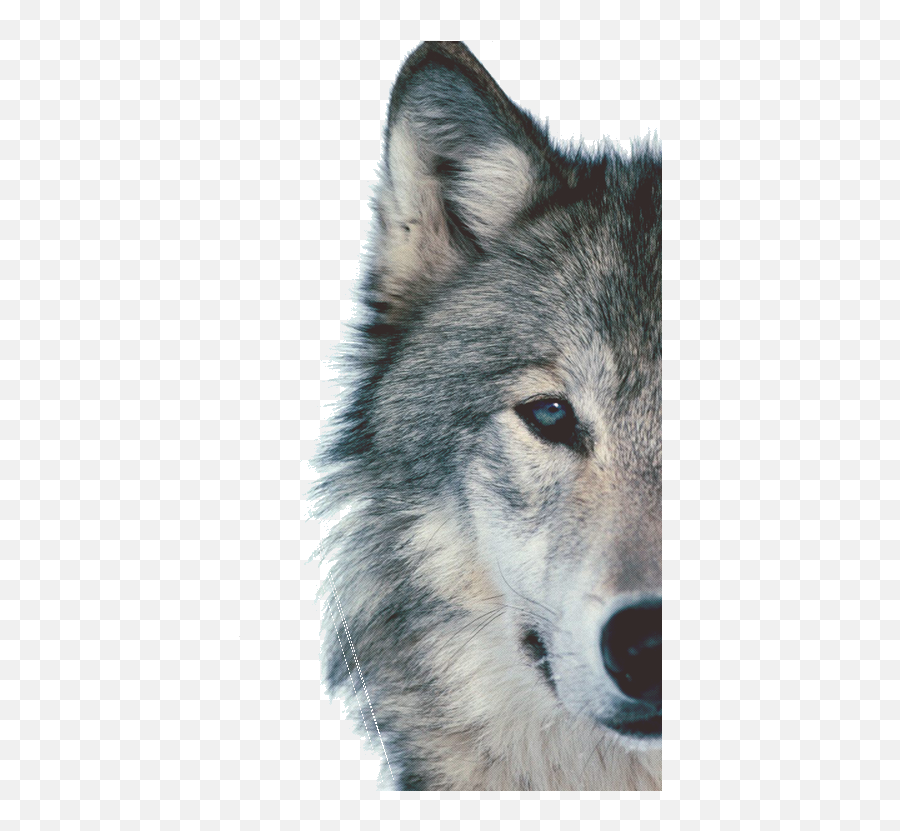 Wolf Face Background Transparent Png - Wolf Face Cute Emoji,Wolf Face Png
