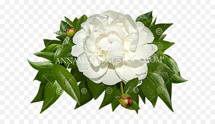 Most Recently Released Png Stock Photos Emoji,White Rose Transparent Background