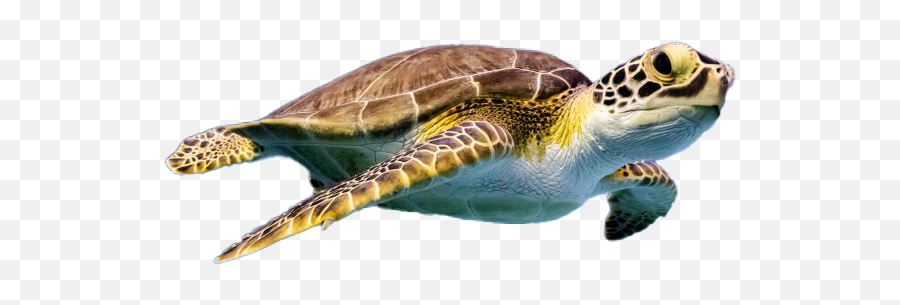 Turtle Png Photos - Turtle Png Emoji,Turtle Png