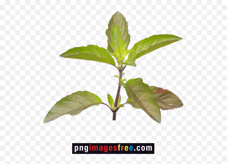 Tulsi Plant Png Transparent Images Free Download - Tulsi Leaves Emoji,Transparent Plant