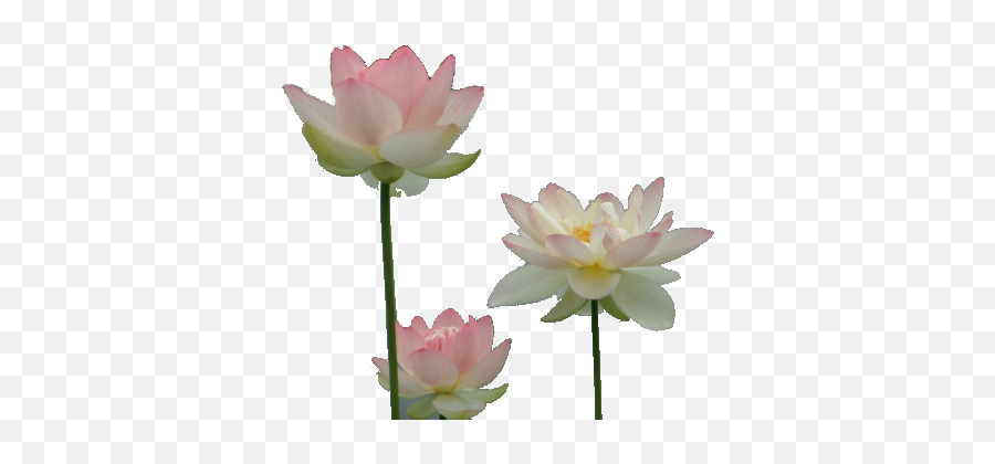Water Lilies Transparent Background - The Design Interior Water Lilies Transparent Background Emoji,Lotus Flower Transparent Background