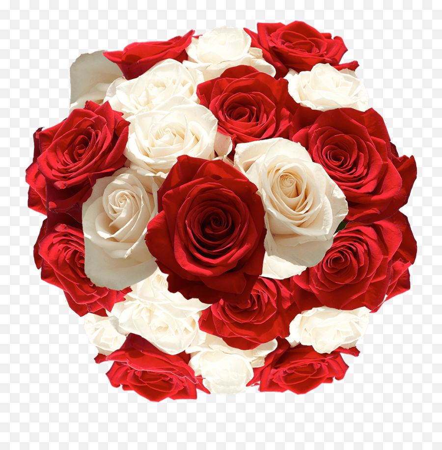 Red And White Rose Flowers Grower Direct Shipping Emoji,White Rose Transparent