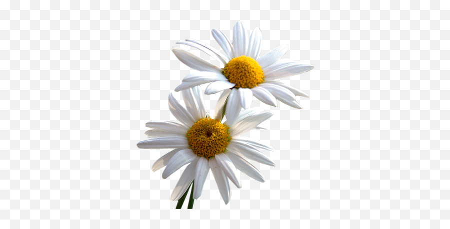 Daisy Png File - Png Emoji,Daisy Png