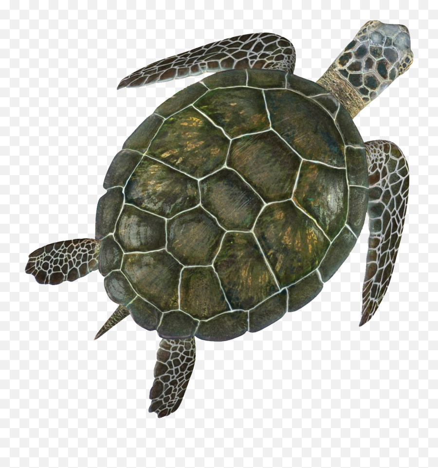 Turtle Png - Turtle Png Emoji,Turtle Png