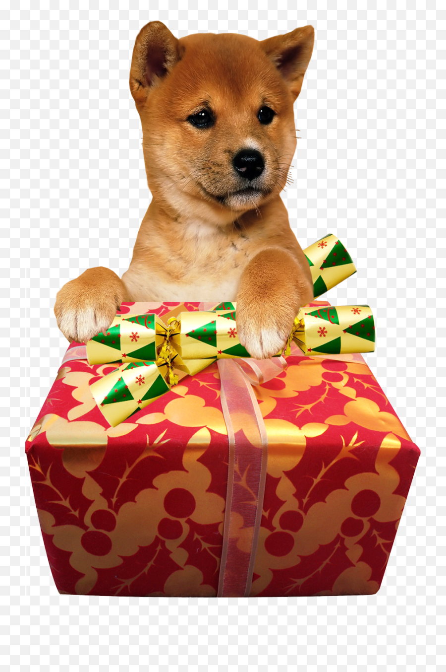 Cute Dog Christmas Present Transparent Image Free Png Images - Northern Breed Group Emoji,Dog Transparent Background