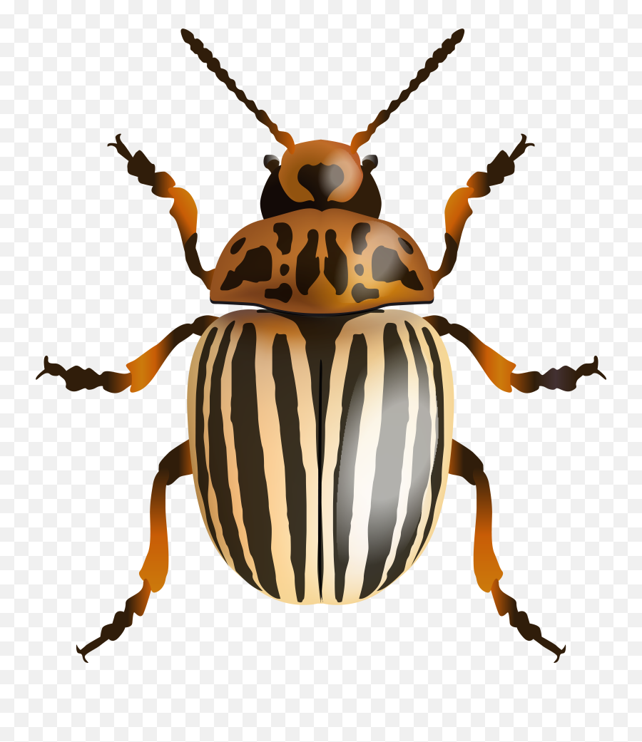 Beetle Png Clip Art Image Transparent Cartoon - Jingfm Emoji,Insects Clipart