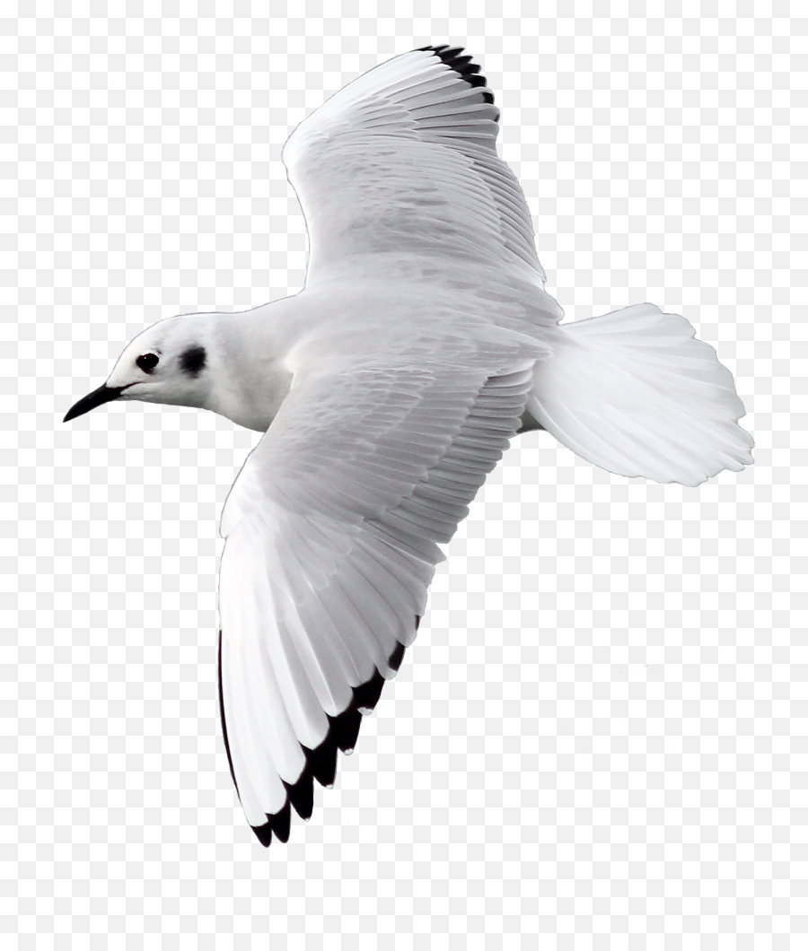 Download Free Png Gull Bird Flying Png Image With - Transparent Background Bird Flying Png Emoji,Birds Flying Png