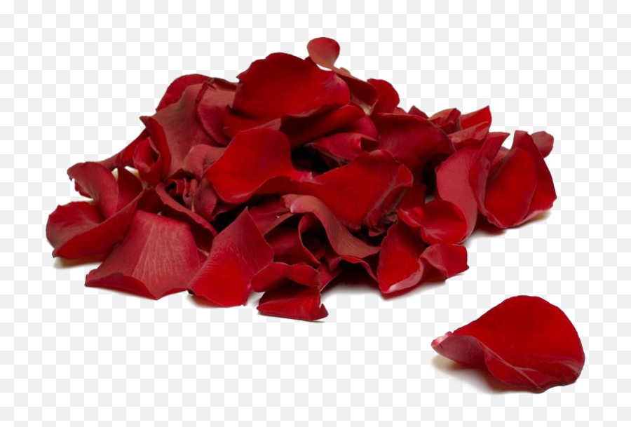 Falling Rose Petals Transparent - Rose Petals Emoji,Rose Petal Png