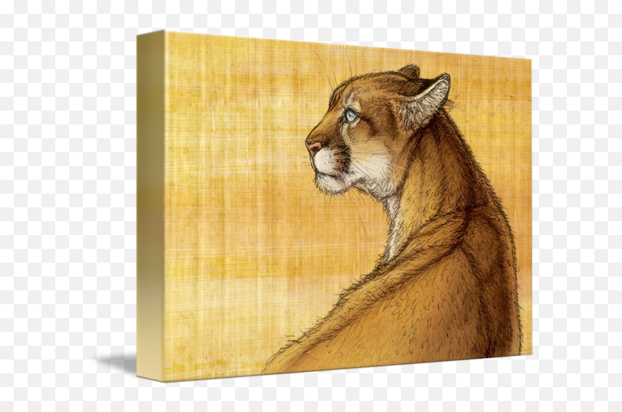 Sonora Mountain Lion By S M Bittler - Cougar Emoji,Mountain Lion Png