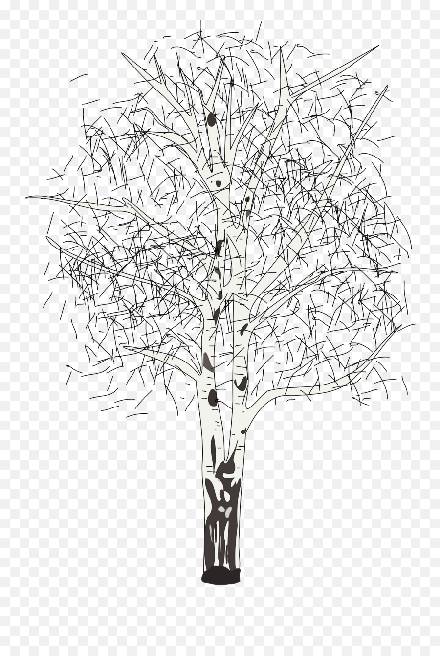 Drawing Birch On A White Background Free Image Download - Birch Emoji,Forest Clipart Backgrounds