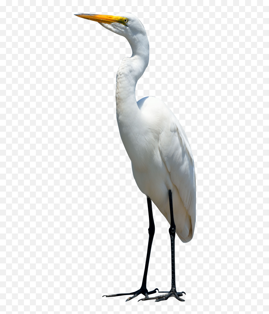 Image - Crane Bird Png 500x1028 Png Clipart Download Emoji,Crane Png